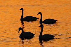 David Plant Photography - Wildlife Photographer - Whooper swan foursome at sunset - N